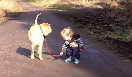 This dog loves the boy so much, he stays put