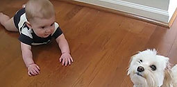 This is dog is the babies best friend and loves his tricks! 